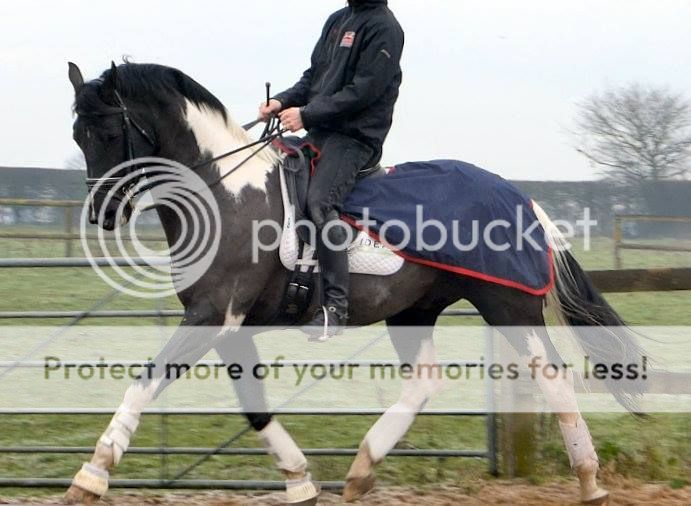 What colour will my foal be? :D | The Horse Forum